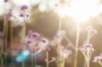 Purple Flowers At Sunrise Stock Photo