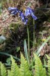 A Clump Of Bluebells Stock Photo