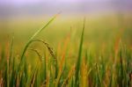 Drops Of Water On The Ear Of Paddy Stock Photo