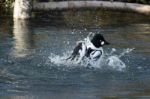 Barrows Goldeneye (bucephala Islandica) Stock Photo