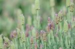 Lavender Flowers In The Field Stock Photo