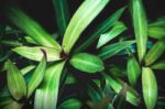 Nature Green Leaves Texture Background Stock Photo