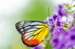 Painted Jezebel Colorful Butterfly Stock Photo