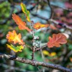 Oak Leaves Decaying On A Tree In Autumn Stock Photo