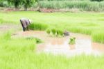 Farmers Removal Of Seedlings To Planting Rice,traditional Thai S Stock Photo