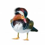 Male Mandarin Duck Stock Photo