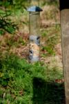 Chaffinch Feeding Stock Photo