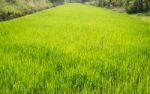 Rice Field Green Grass With Sun Shine Stock Photo