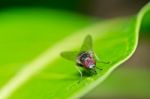 Fly In Green Nature Stock Photo