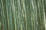 Bamboo Forest Stock Photo