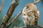 Tawny Owl (strix Aluco) Stock Photo