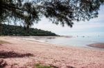 Pine Trees On The Beach Stock Photo