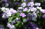 Closeup Of Brunfelsia Uniflora Flower Stock Photo