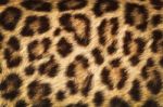 Detail  Skin  Of  Leopard; Leopard Texture Stock Photo