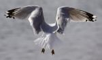 Funny Photo Of The Gull From The Back Stock Photo