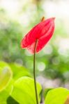 Red Anthurium Flower Stock Photo