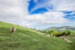 Sheeps Stock Photo