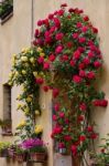 Pienza, Tuscany/italy - May 18 : Roses Around The Door Of A Prop Stock Photo