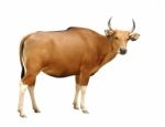 Cow Stock Photo