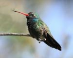 Hummingbird Stock Photo