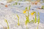 Daffodil Blooming Through The Snow Stock Photo