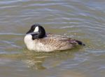 The Cackling Goose Is Washing Stock Photo