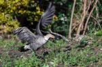 Hawaiian Goose Branta Sandvicensis Stock Photo