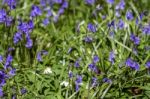 Sussex Bluebells Stock Photo