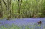 Sussex Bluebells Stock Photo