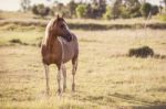 Horse In The Countryside Stock Photo