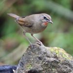 Male Siberian Rubythroat Stock Photo