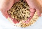 Hand Holding Raw Brown Rice Stock Photo