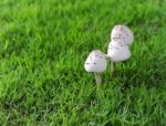 Mushroom Stock Photo