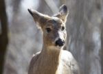 Beautiful Isolated Image With A Wild Deer In The Forest Stock Photo