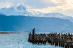 King Cormorant Colony, Old Dock, Puerto Natales, Chile Stock Photo