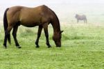 Horses Grazing Stock Photo