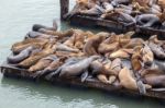 California Sea Lion (zalophus Californianus) Stock Photo