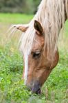 Close-up Face Of The Horse Stock Photo