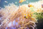 Cartoon Fish Near Sea Anemone Stock Photo