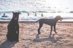 Black Dog On Sandy Beach Stock Photo