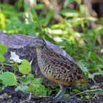 Male Barred Buttonquail Stock Photo