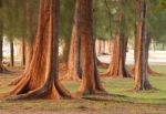 Pine Trees Stock Photo