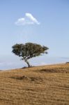 White Cloud Pours Rain On Tree Stock Photo