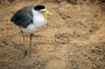 Masked Lapwing (vanellus Miles) At The Bioparc Fuengirola Stock Photo