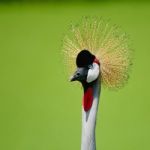 Grey Crowned Crane Stock Photo