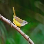 Yellow-bellied Prinia Stock Photo