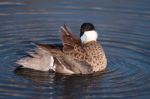 Ringed Teal (callonetta Leucophrys) Stock Photo