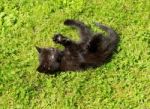 Kitten Playing Stock Photo