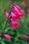 Pink Penstemon Flowering In Autumn In East Grinstead Stock Photo