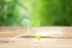 Growing Plants On Wooden Table Stock Photo